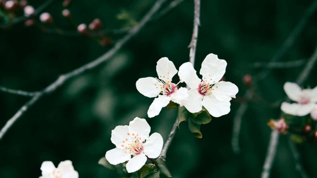 : , Pinterest.
