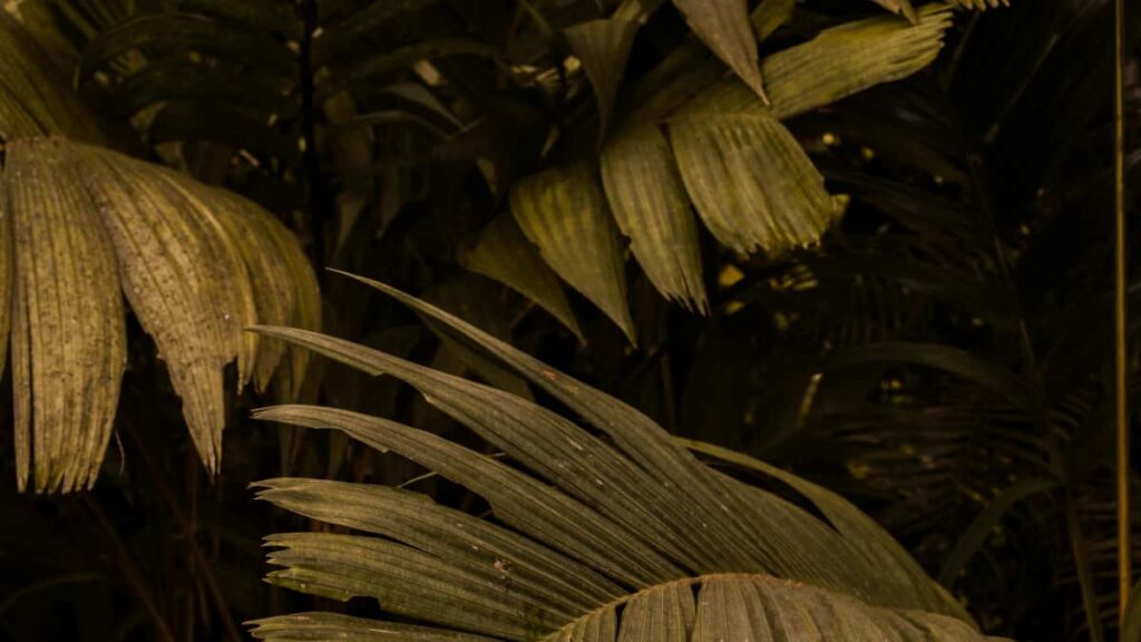 : WhatsApp, clean beauty .