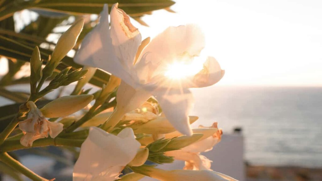 : Shopee , , outreach .