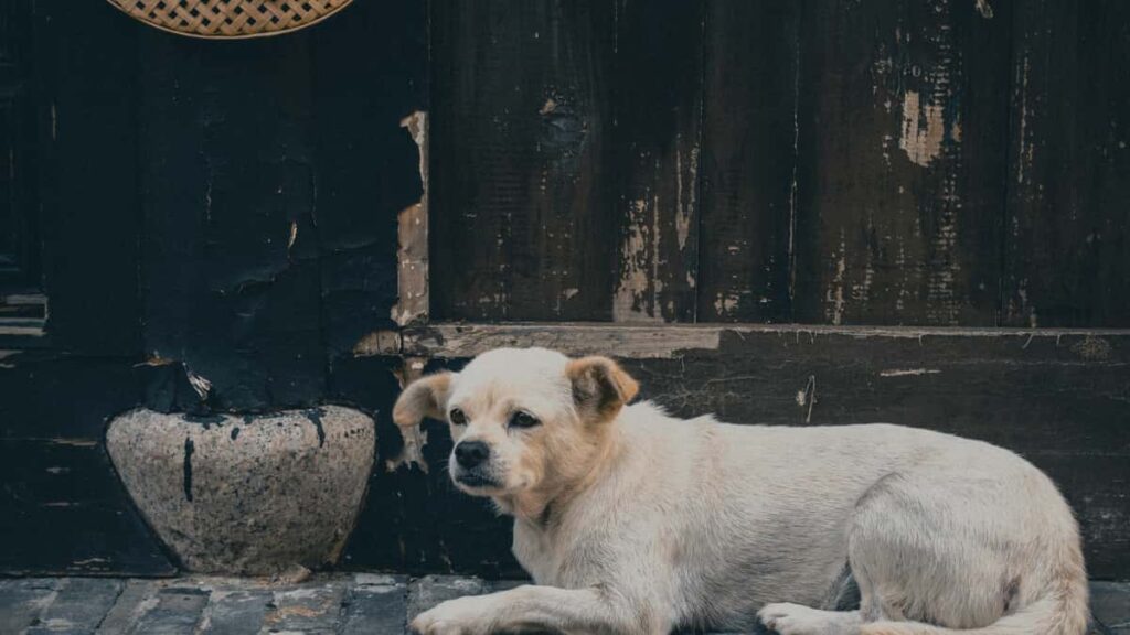 : ShareChat, unboxing .